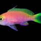 Pseudanthias pulcherrimus Femelle 3-4cm