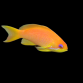 Pseudanthias squamipinnis Femelle 3-5 cm