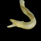 Pseudechidna brummeri 20-30cm