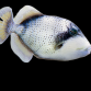 Pseudobalistes flavimarginatus 15-20 cm