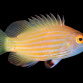 Pseudocheilinops ataenia S