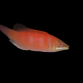 Pseudocheilinus evanidus 3-5 cm