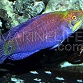 Pseudocheilinus ocellatus