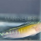 Pseudochromis coccinicauda M&acirc;le