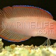 Pseudoplesiops typus