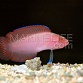 Pseudoplesiops typus