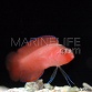 Pseudoplesiops typus