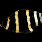 Pusiostoma mendicaria <2 cm