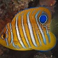 Pygoplites diacanthus Juv&eacute;nile