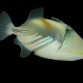 Rhinecanthus aculeatus 5-8 cm