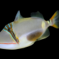 Rhinecanthus verrucosus 4-5 cm
