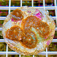 Rhodactis inchoata orange