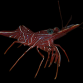 Rhynchocinetes durbanensis 2-3 cm