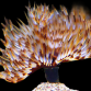 Sabellastarte sp. M Jaune