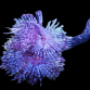 Sabellastarte spectabilis S