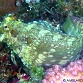 Salarias fasciatus