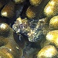 Salarias fasciatus