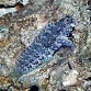 Salarias fasciatus