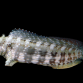 Salarias fasciatus 7-10cm