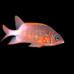 Sargocentron caudimaculatum 10-15 cm