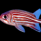 Sargocentron cornutum 10-15 cm
