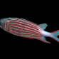 Sargocentron diadema 4-6 cm