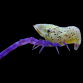 Saron rectirostris 4-5 cm