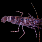 Saron spp. Femelle 3-5 cm