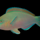 Scarus quoyi M&acirc;le 12-15 cm