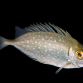 Siganus canaliculatus 8-12 cm