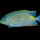 Siganus guttatus 8-12 cm