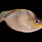 Siganus javus 8-12 cm