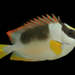 Siganus magnificus 10-12 cm