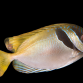 Siganus virgatus 5-8 cm