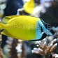 Siganus vulpinus