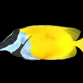 Siganus vulpinus 5-7cm