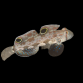 Signigobius biocellatus 4-5 cm
