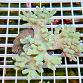 Sinularia asterobata green