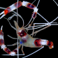 Stenopus hispidus 3-4 cm