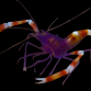 Stenopus tenuirostris 2-3 cm Corps bleu / violet