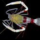 Stenopus zanzibaricus 4-5 cm Corps jaune pinces blanches