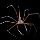 Stenorhynchus seticornis