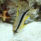 Symphorichthys spilurus Juv&eacute;nile