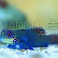Synchiropus splendidus