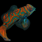 Synchiropus splendidus 6-8 cm