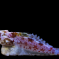 Synchiropus stellatus 4-6cm