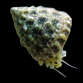 Tectus fenestratus 1-2 cm