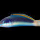 Thalassoma genivittatum RARE