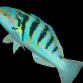 Thalassoma hardwicke 10-15 cm