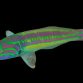 Thalassoma quinquevittatum 5-8cm